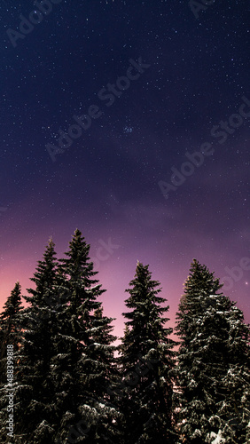 pine trees covered in snow on a starry night © Cavan