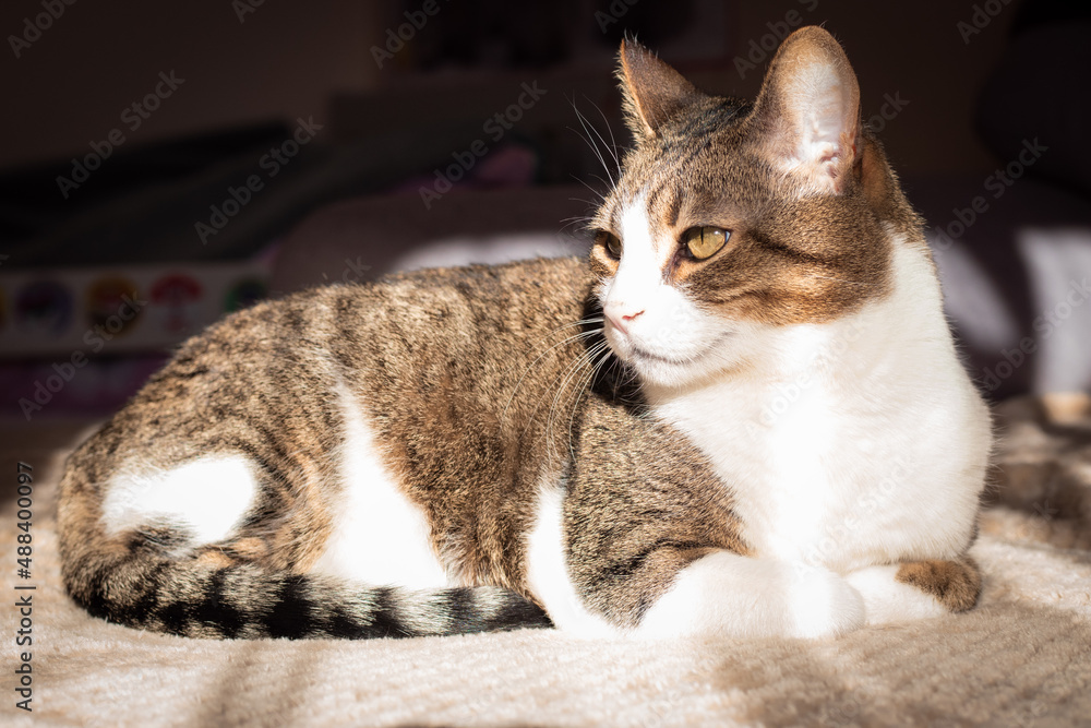 portrait of a cat on sun
