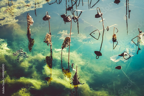 Foto Mysterious pond with cloudy blue-green water, dead plants, invasive algae and re