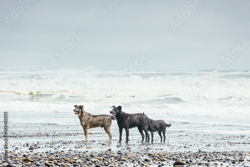 Dogs standing at the seashore  waiting to play with their master