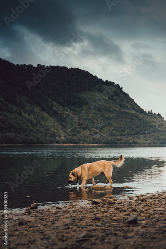 Brown dog drinking water in the bay with a scenic environment photo