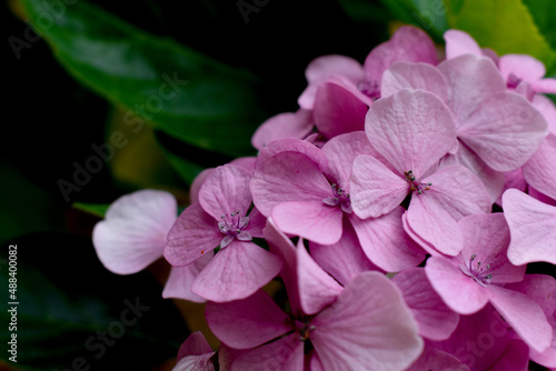 Close up pink hydrangea Flower Blooms