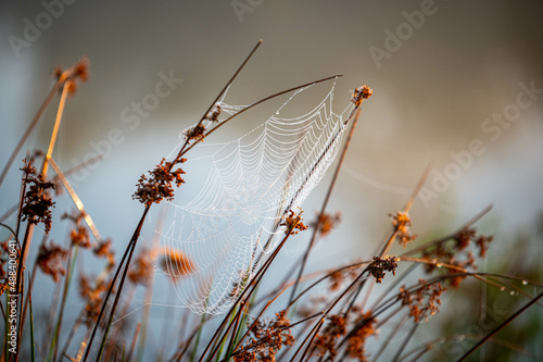 Spinnennetz mit Tautropfen