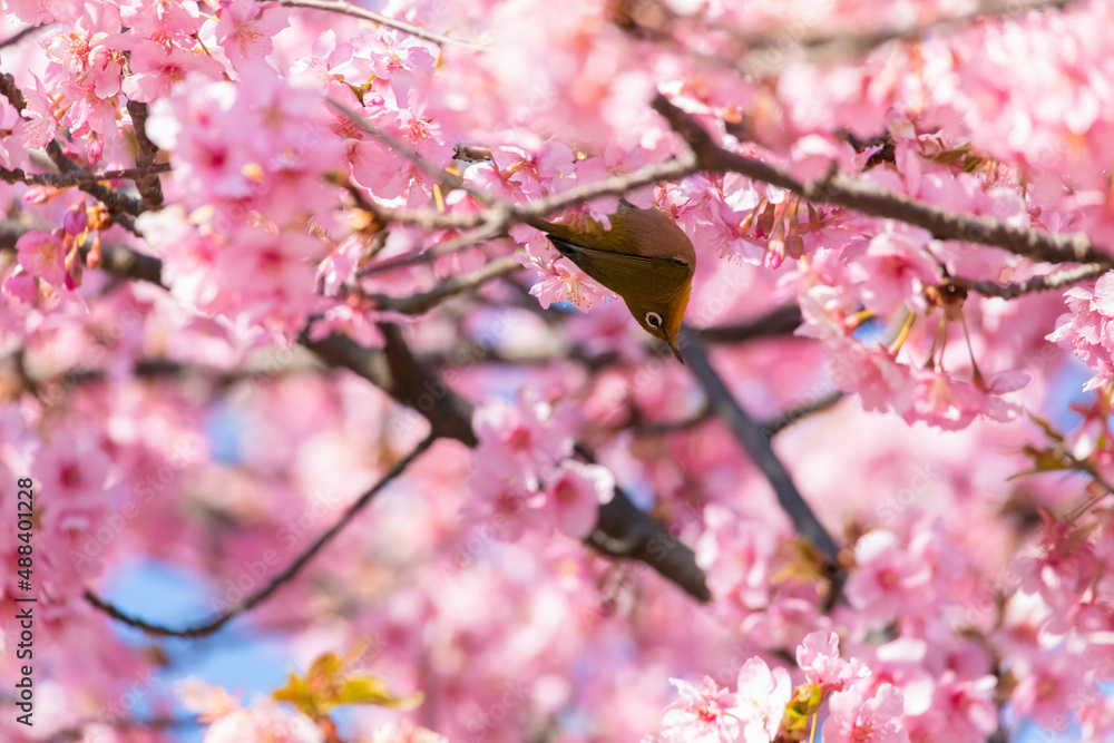 Japanese White-eye and Cerasus lannesiana Carriere at Shibuya, Tokyo, Japan Japanese White-eye and Cerasus lannesiana Carriere at Shibuya, Tokyo, Japan