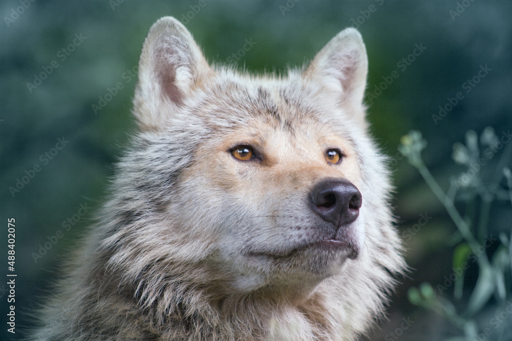 Wolf - Porttrait