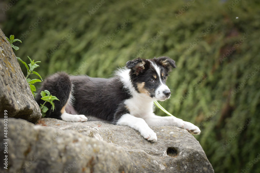 Border collie is lyng on the stones. He is in austria nature near to the waterfall.