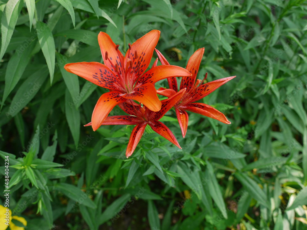 Fototapeta premium beautiful red lily flower on a background of green leaves