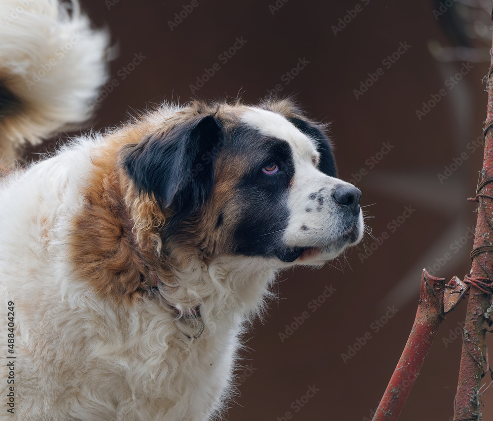 Close-up picture of an adorable Saint Bernard dog with a blurry background