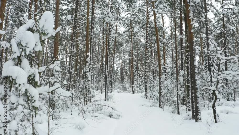 Drone shot flying in the winter pine tree forest. Slow flight in forest on winter season.
Drone shot flying in the winter pine tree forest. Slow flight in forest on winter season.