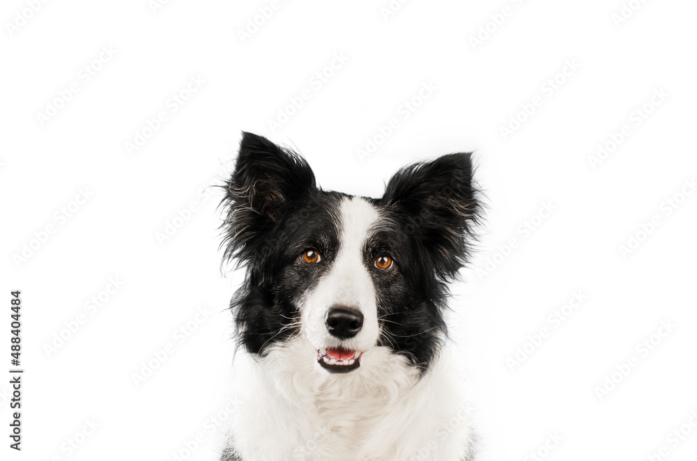 border collie dog cute portrait on white background funny pet
