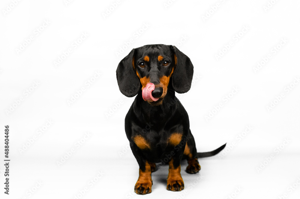 dachshund dog cute portrait on white background funny pet
