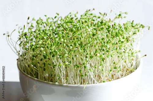 Red clover Microgreens in a white bowl, close up, front view. Seedlings and fresh sprouts of Trifolium pratense. Green shoots and young plants, a herb, used as a garnish or as a leaf vegetable. Photo