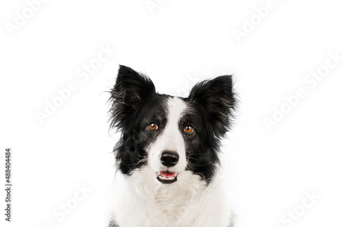 border collie dog cute portrait on white background funny pet  © Kate