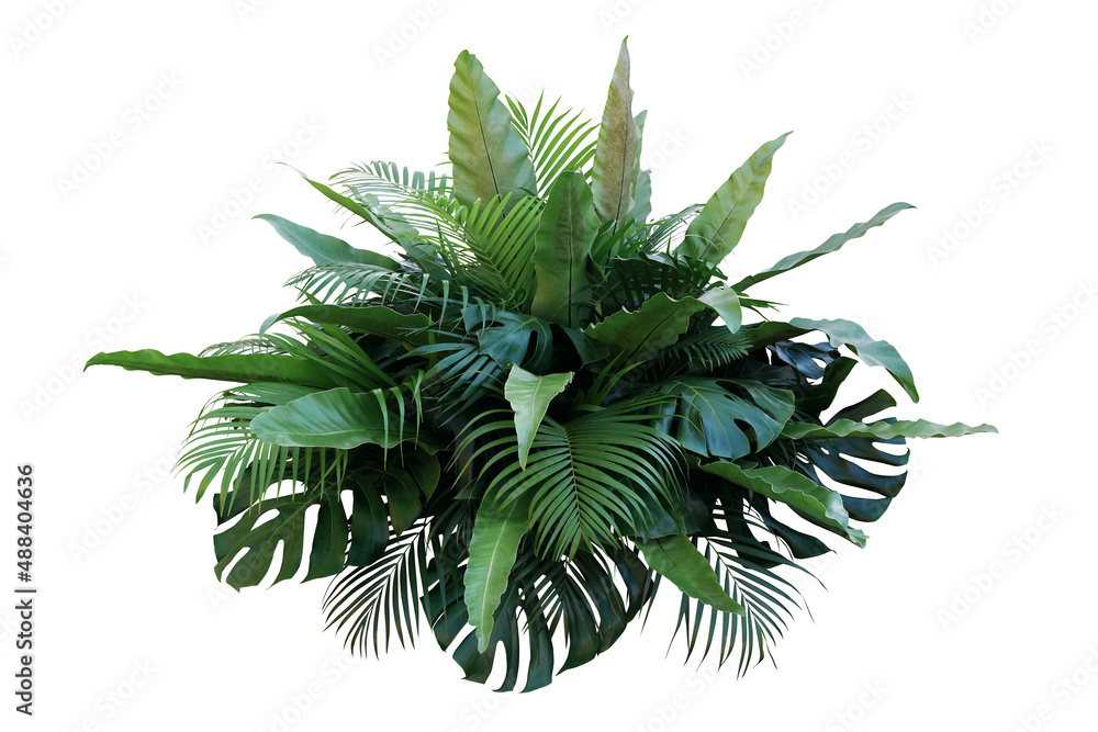 Tropical foliage plant bush (Monstera, palm leaves, and Bird's nest fern) floral arrangement indoors garden nature backdrop isolated on white with clipping path.. - obrazy, fototapety, plakaty 