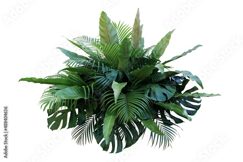 Tropical foliage plant bush (Monstera, palm leaves, and Bird's nest fern) floral arrangement indoors garden nature backdrop isolated on white with clipping path..