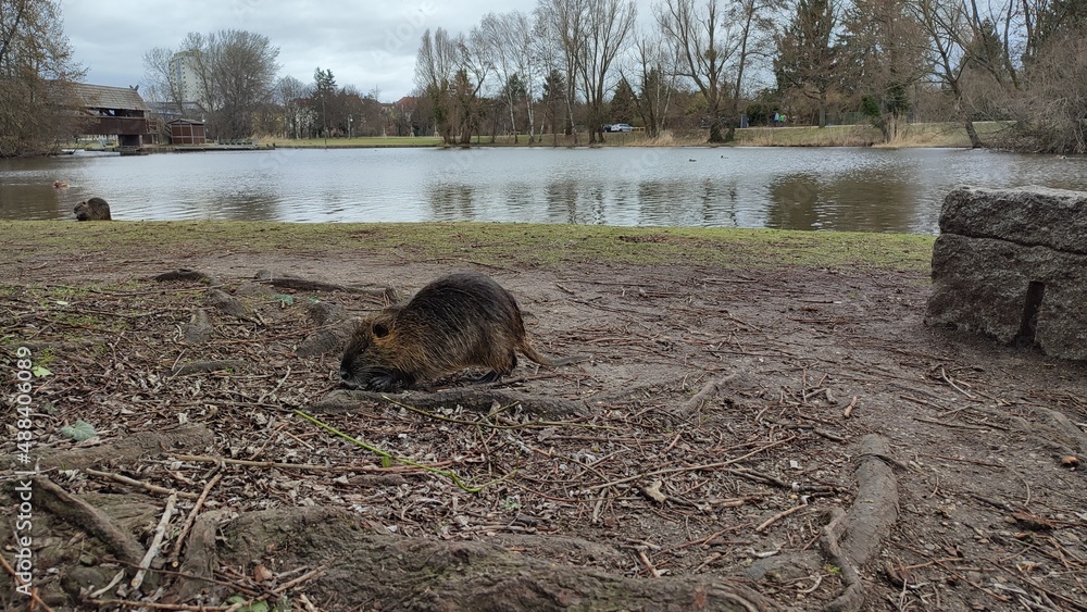 Naklejka premium Bieber, Nutria an See in Park