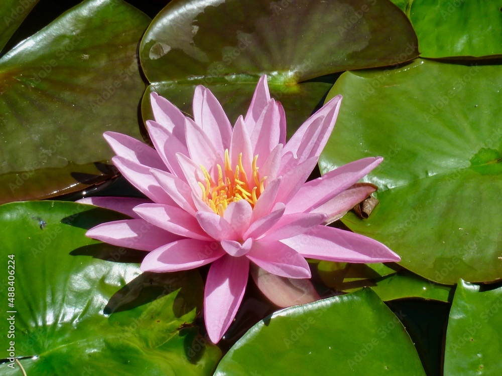 Close up of pink water lily in garden on Isola Madre, one of the Borromean islands, lake Maggiore. Piedmont, Italy. Close up of pink water lily in garden on Isola Madre, one of the Borromean islands, lake Maggiore. Piedmont, Italy.