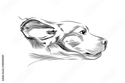 Head of fast running dog hand drawn sketch. Portrait of beagle breed dog moving black graphic sketch isolated on white background. Vector illustration