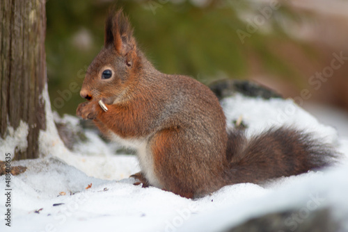 European red squirrel collects sunflower seeds in the snow © Margit Kluthke