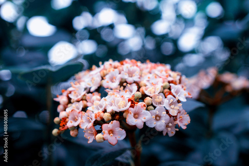 flowers, Spring blossom close-up, macro