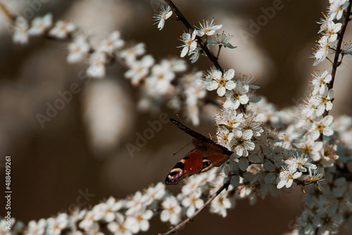 Schmetterling Tagpfauenauge auf Schwarzdorn-Blüten