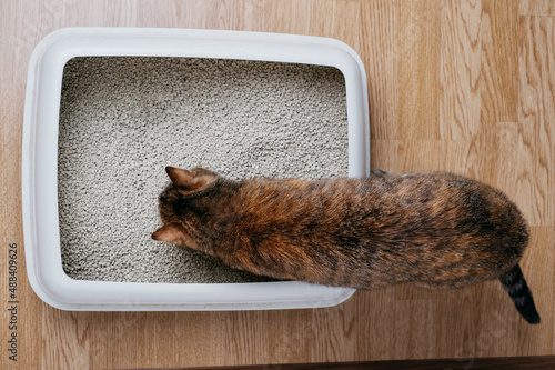 Domestic cat sniffs bulk litter in a plastic box. Top view. photo