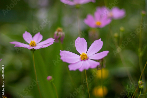 Blurred pink flowers on green grass for background on a clear summer day