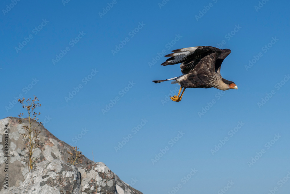 A Southern Crested Caracara takes off from a rock. A Southern Crested Caracara takes off from a rock.