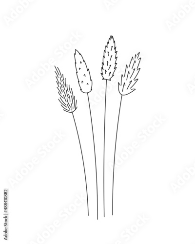 Cane doodle flower. Black and white with line art. Hand Drawn Botanical Illustration