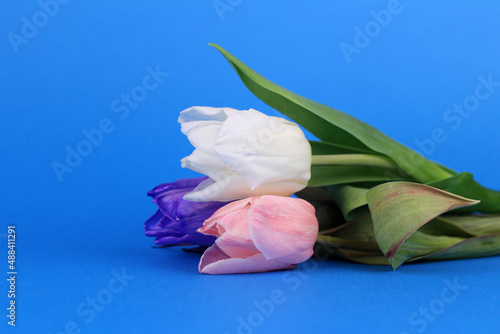 Three colorful tulips on a blue background