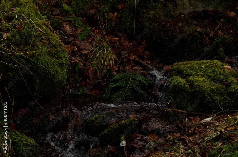 Little stream of water in moody dark forest Little stream of water in moody dark forest