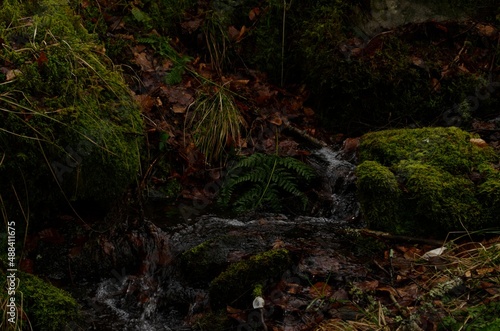 Little stream of water in moody dark forest