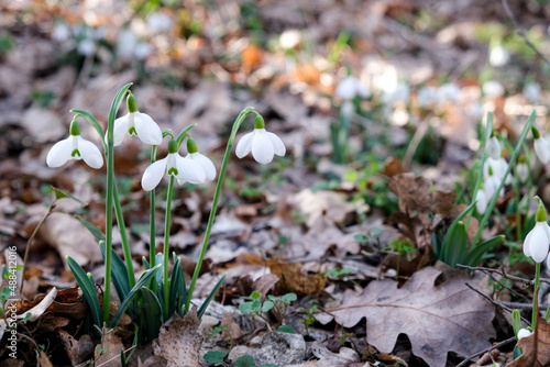 Flowers of a snowdrop or common snowdrop (Galanthus nivalis). Spring flowers snowdrops. Snowdrops bloom in the wild forest in spring.