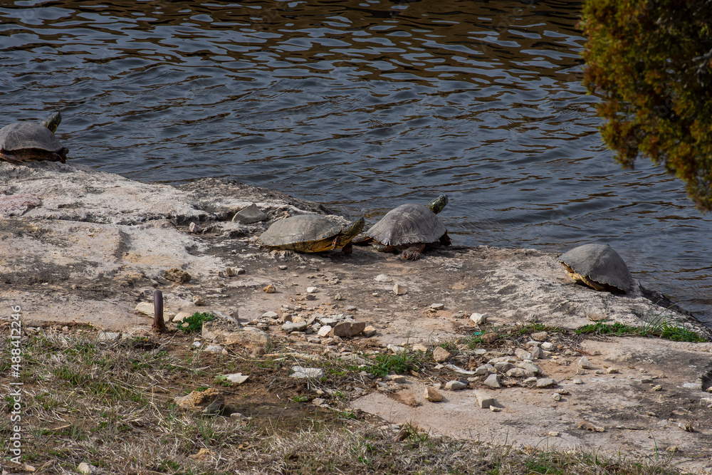 Fototapeta premium turtles
