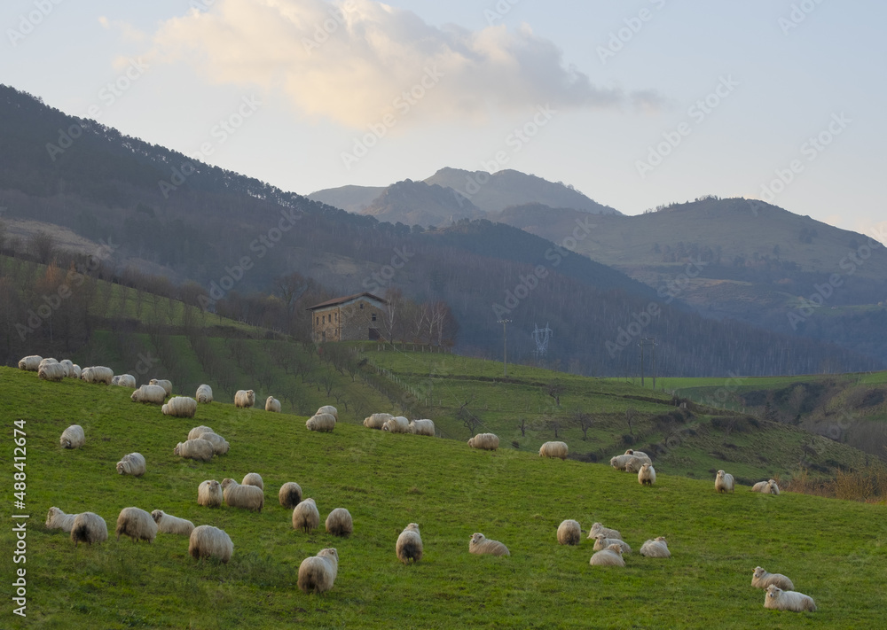 Sheep at dawn in Hernani, Euskadi