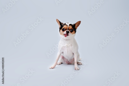 A chihuahua sits on a light background after combing its fur