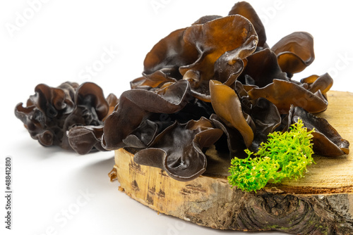 Muer mushrooms on wooden cross section isolated on white background. Jew`s ear mushrooms studio shot. Edible dark fungus - auricularia polytricha, also known as cloud ear, black mushroom, jelly fungus photo