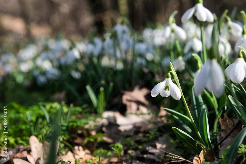 Flowers of a snowdrop or common snowdrop (Galanthus nivalis). Spring flowers snowdrops. Snowdrops bloom in the wild forest in spring. Flowers of a snowdrop or common snowdrop (Galanthus nivalis). Spring flowers snowdrops. Snowdrops bloom in the wild forest in spring.
