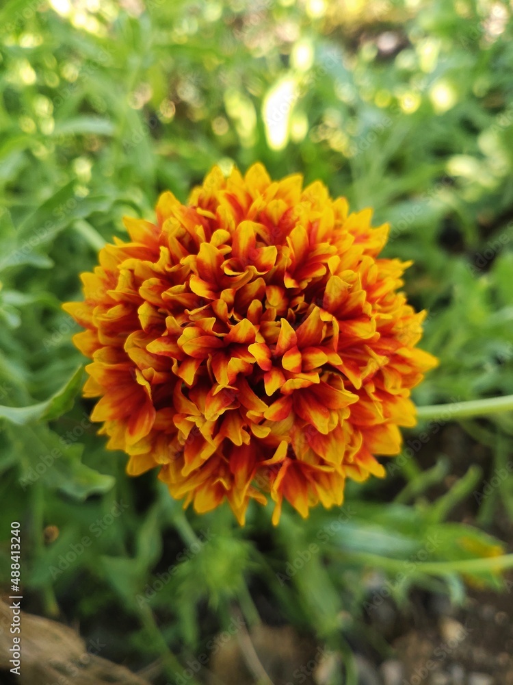 Indian blanket flower Indian blanket flower