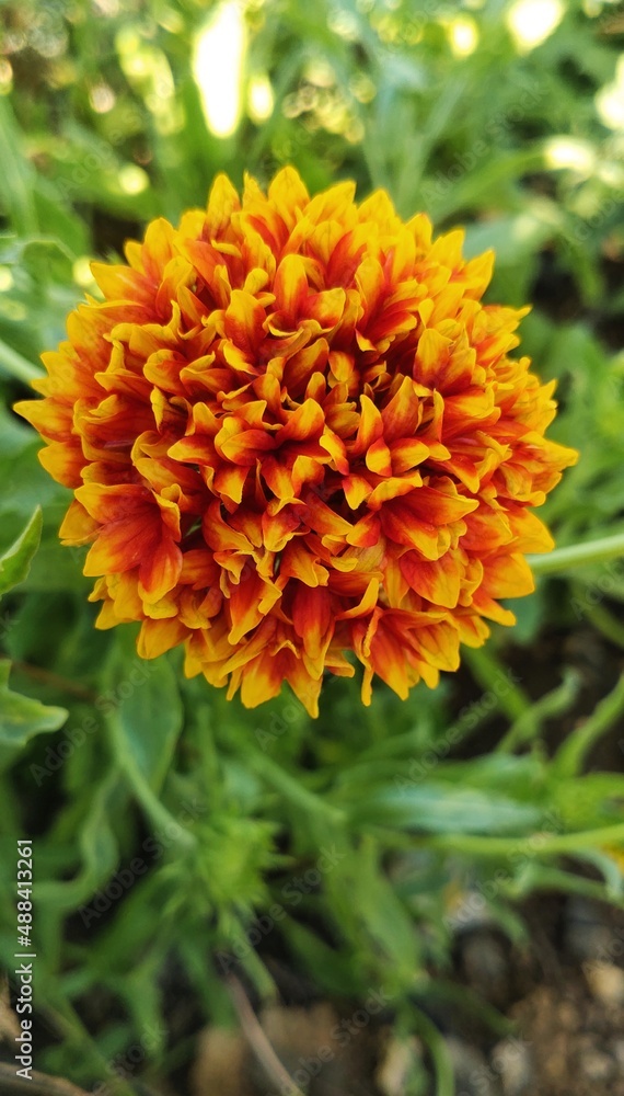 Indian blanket flower, red and yellow flowers,india Chrysanthemums flower two color flowers Indian blanket flower, red and yellow flowers,india Chrysanthemums flower two color flowers