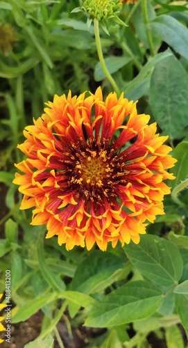 Yellow and red flowers  Chrysanthemums flower  indian blanket