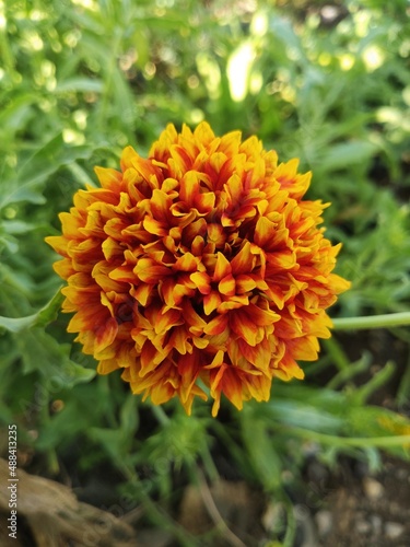 Yellow and red  Indian blanket flower  