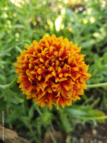 Indian blanket flower