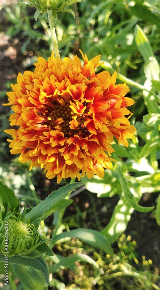 Yellow and red flowers, Indian blanket flower Yellow and red flowers, Indian blanket flower