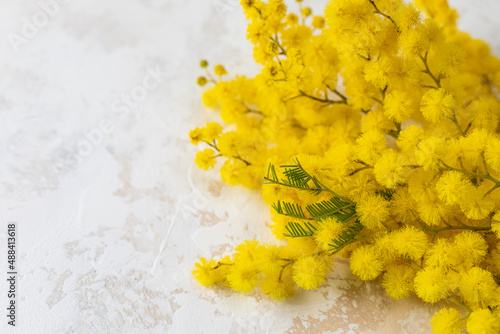 Mimosa or silver wattle yellow spring flowers on white concrete background