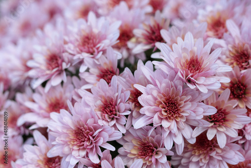 A pink Chrysanthemum soft focus. Close up of chrysanthemum flowers. Flower head. Bouquet of pink autumn Chrysanthemum. Spring flowers. Top view. Texture and background. Floral background. Postcard