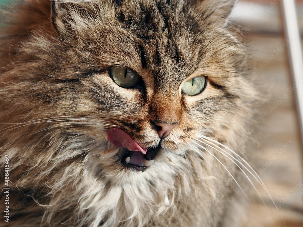 Street country fluffy cat licks its lips after eating. Close up.