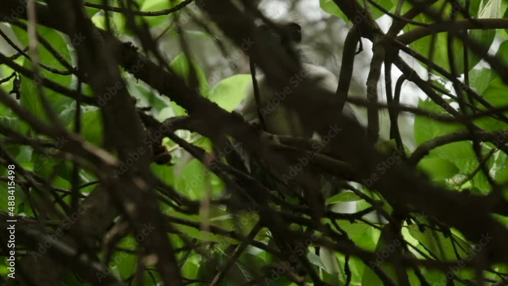 Red Colobus monkey high up on the tree branch Red Colobus monkey high up on the tree branch