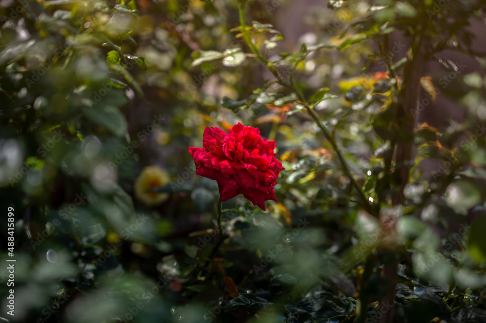 Beautiful red roses in summer morning garden. Beautiful red roses in summer morning garden.