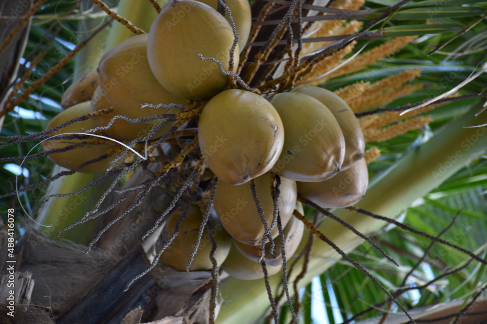 coconuts on a coconut palm tree, on the beaches of costa Maya Mexico
